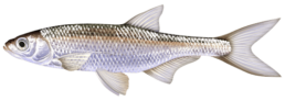 ablette les differentes especes de poissons dans le nord