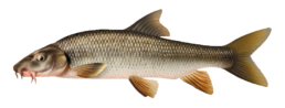 barbeau les differentes especes de poissons dans le nord