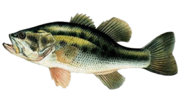 black bass les differentes especes de poissons dans le nord
