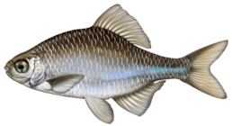 bouviere les differentes especes de poissons dans le nord