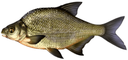 breme commune les differentes especes de poissons dans le nord