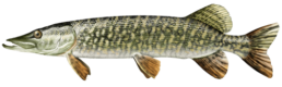 brochet les differentes especes de poissons dans le nord