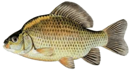 carassin les differentes especes de poissons dans le nord