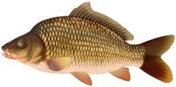 carpe commune les differentes especes de poissons dans le nord