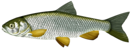 chevaine les differentes especes de poissons dans le nord
