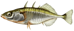 epinoche les differentes especes de poissons dans le nord