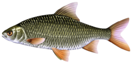 gardon les differentes especes de poissons dans le nord