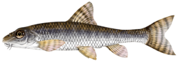 goujon les differentes especes de poissons dans le nord