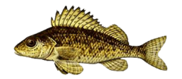 gremille les differentes especes de poissons dans le nord