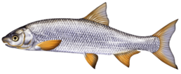 hotu les differentes especes de poissons dans le nord