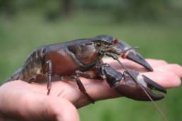 Peche ecrevisse les differentes techniques de peche
