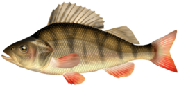 perche les differentes especes de poissons dans le nord