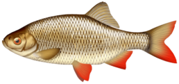 rotengle les differentes especes de poissons dans le nord