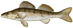 Sandre les differentes especes de poissons dans le nord