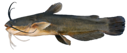 Silure les differentes especes de poissons dans le nord