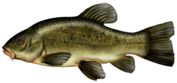 tanche les differentes especes de poissons dans le nord