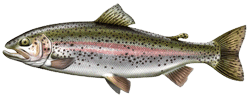 truite aec les differentes especes de poissons dans le nord