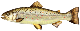 truite fario les differentes especes de poissons dans le nord