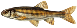 vairon les differentes especes de poissons dans le nord
