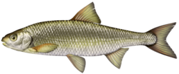 vandoise les differentes especes de poissons dans le nord